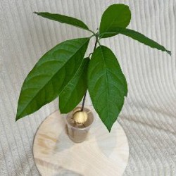 Ирезине - фото 3