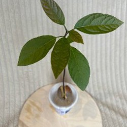 Ирезине - фото 4