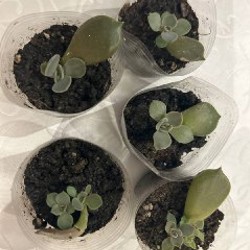 Ирезине - фото 5