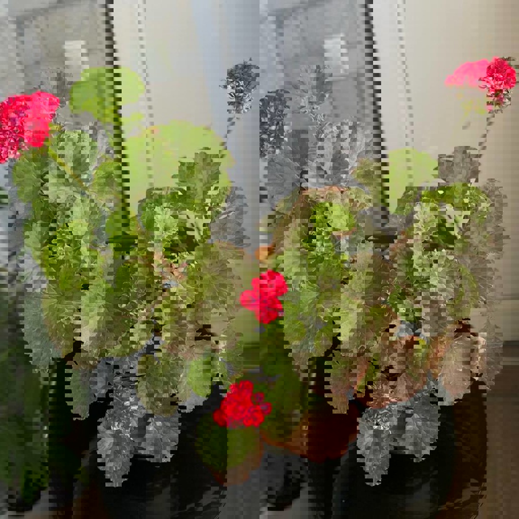 Герань цветущая