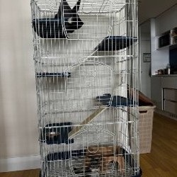 Шиншилла - фото 2