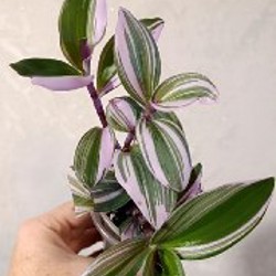 Жёлтая - фото 1