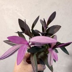 Жёлтая - фото 2