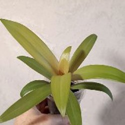 Жёлтая - фото 3