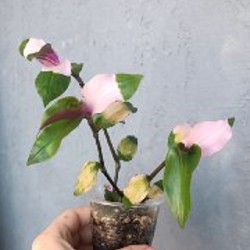 Жёлтая - фото 4