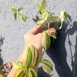 Жёлтая - фото 5