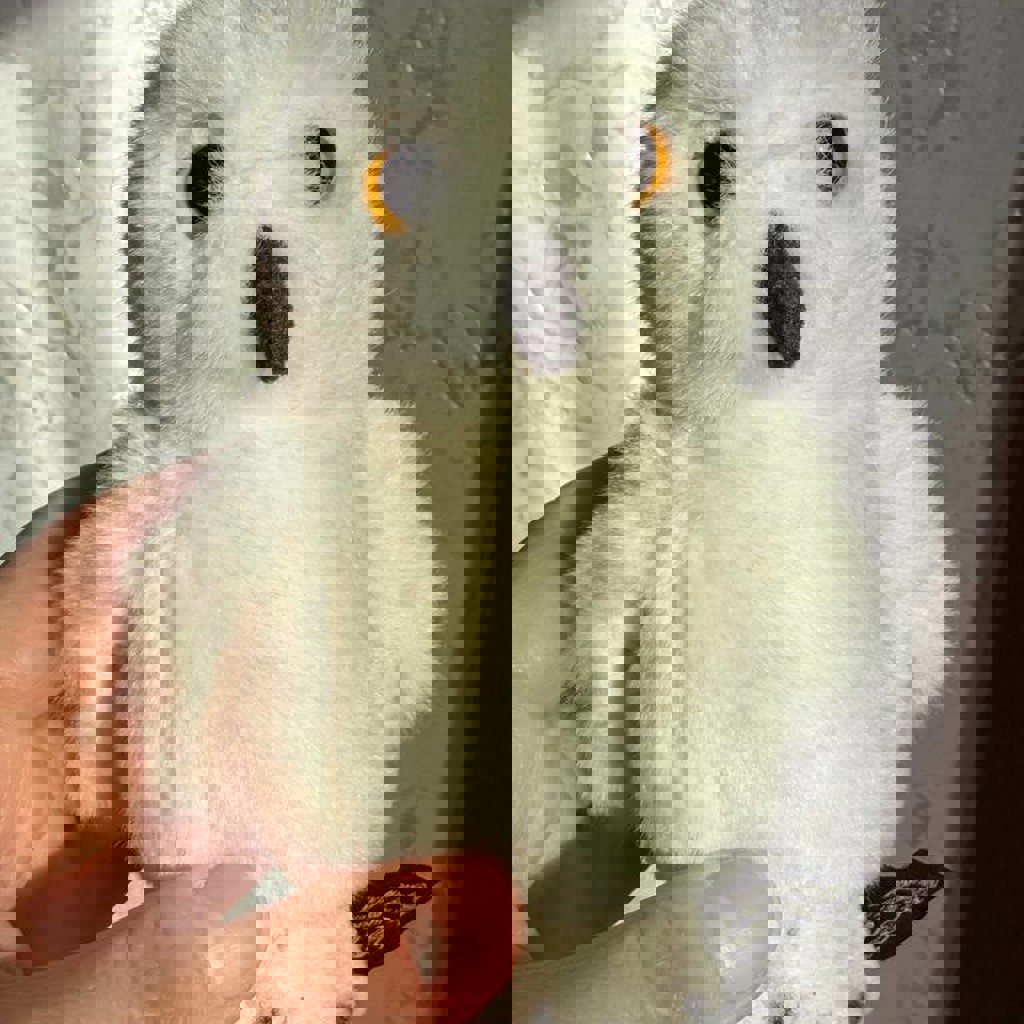 Сова из Гарри Поттера