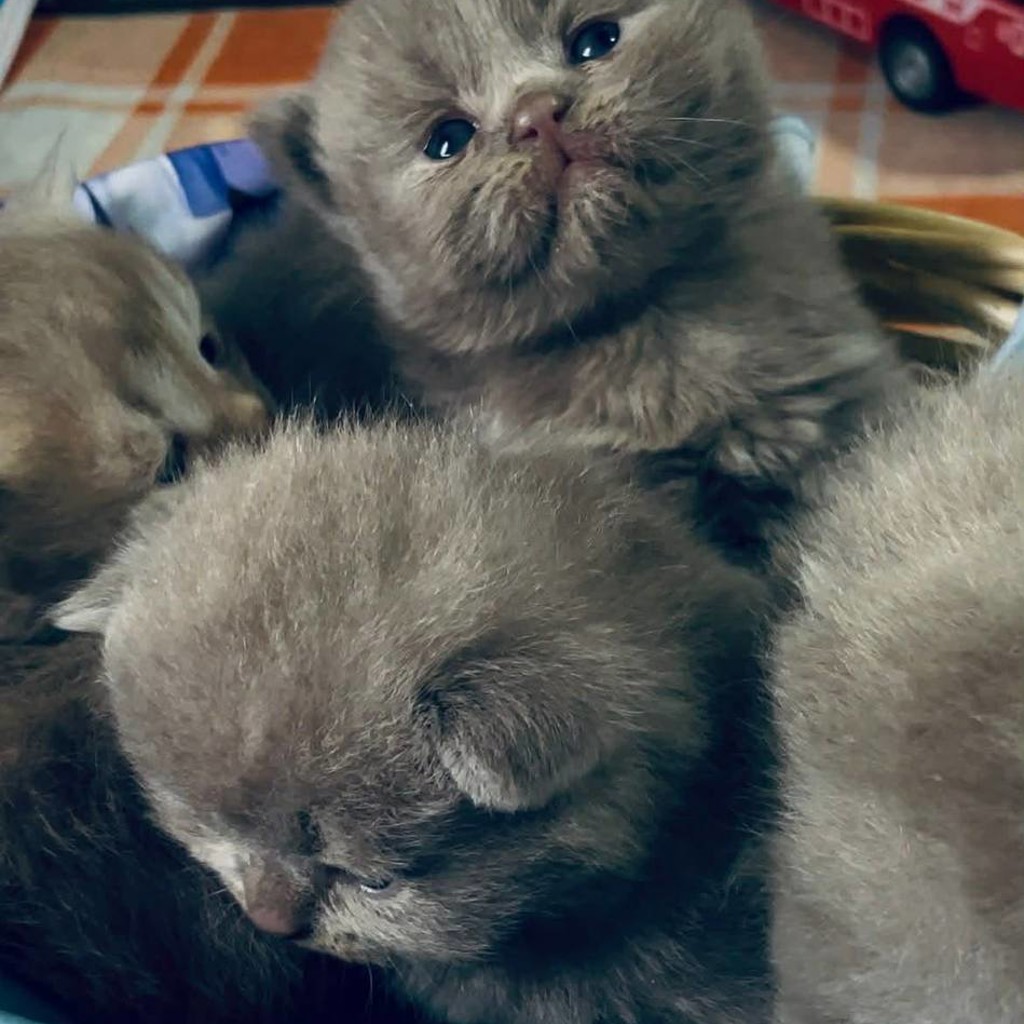 Британские котята