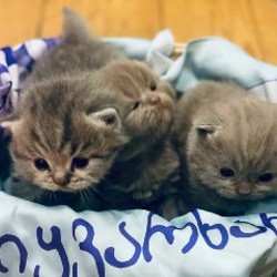 Британские котята - фото 2