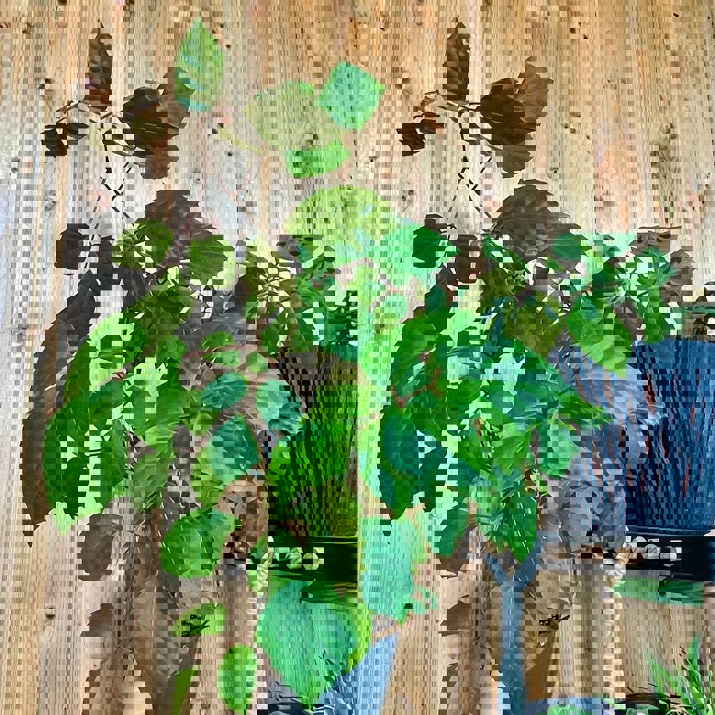 Циссус ромбовидный и традесканция зебрина