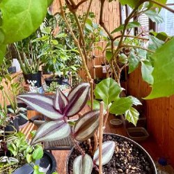 Циссус ромбовидный и традесканция зебрина - фото 2