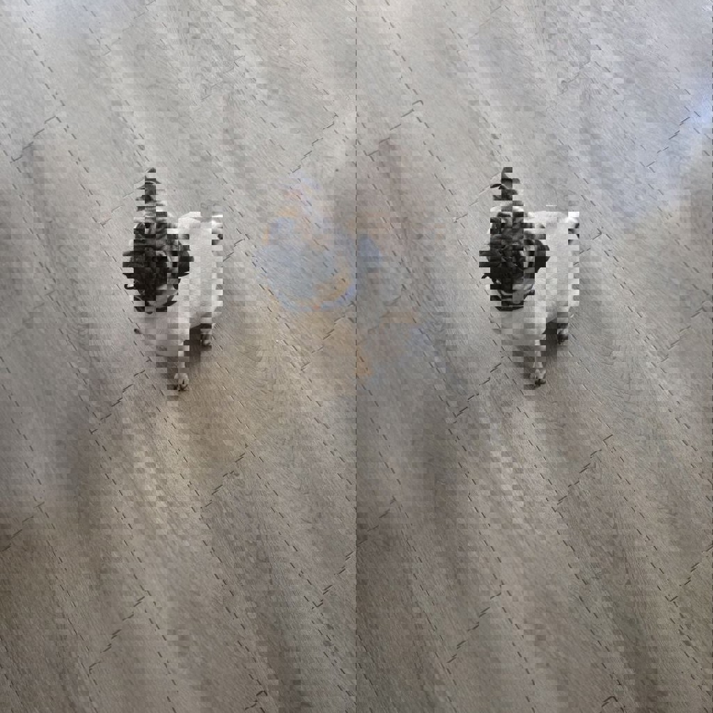 Щенок мопса