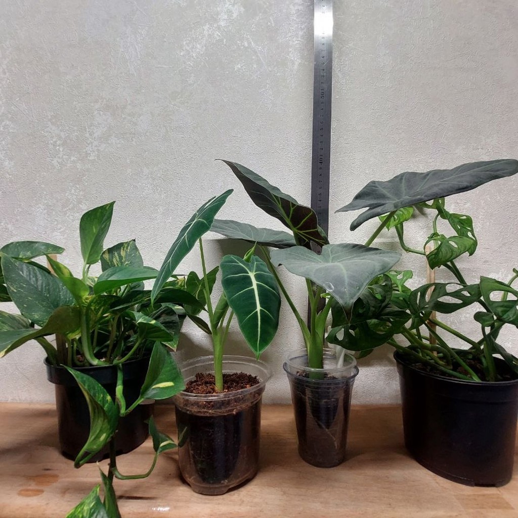 Epipremnum