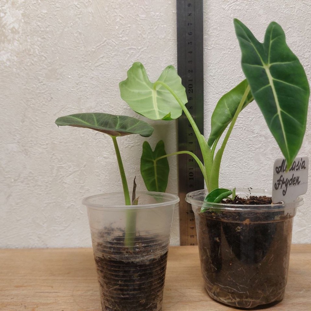 Alocasia Regal Shields