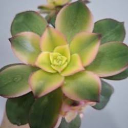 Роули - фото 2