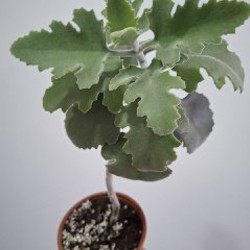 Роули - фото 3