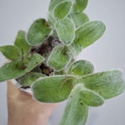 Роули - фото 4