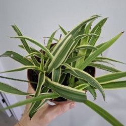 Роули - фото 5