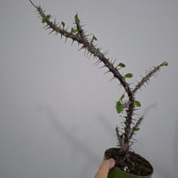 Роули - фото 6