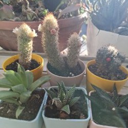 Роули - фото 8