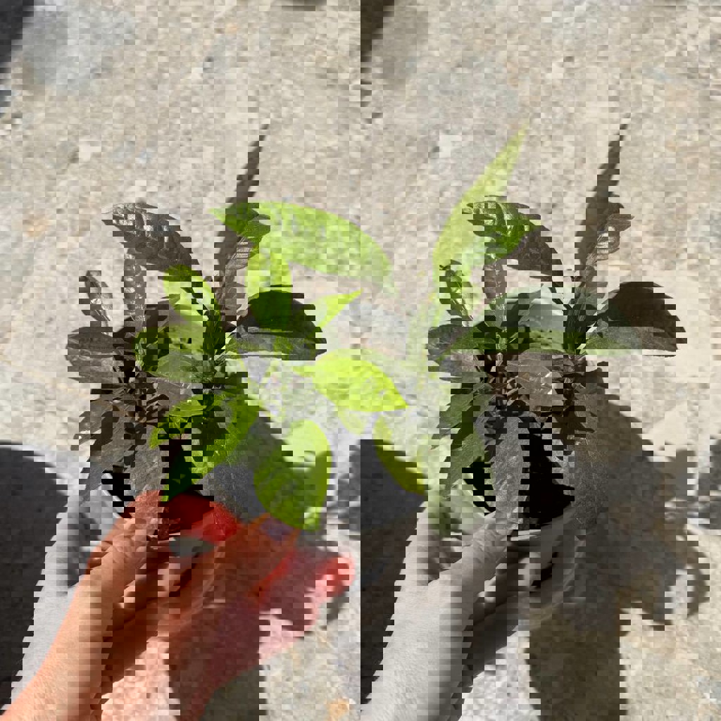 Безопасная гирлянда