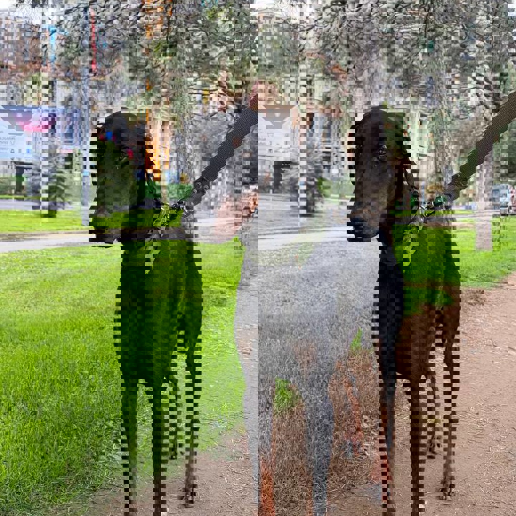 Доберман Добби