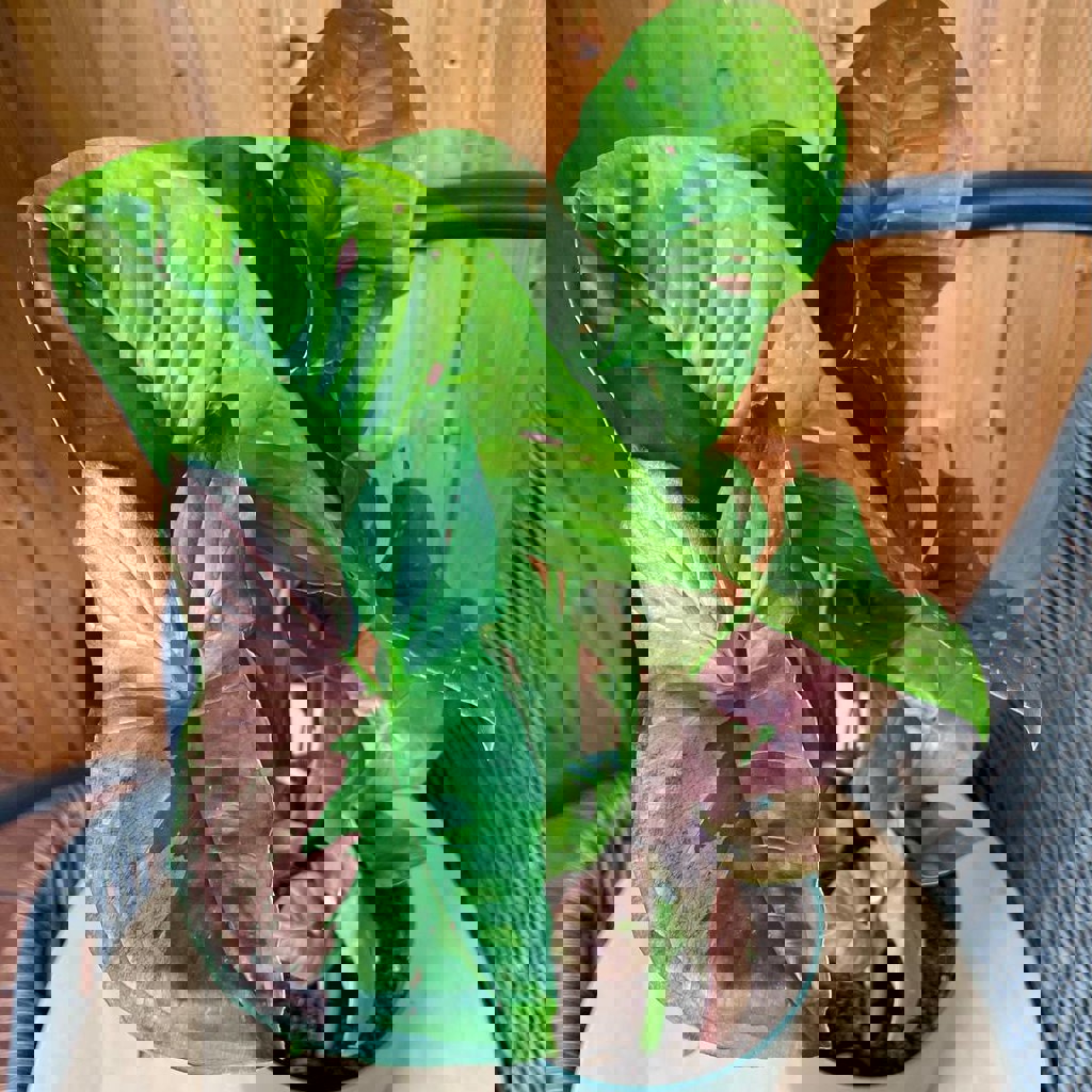 Сингониум конфетти