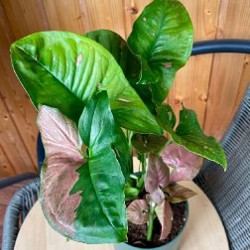 Сингониум конфетти - фото 1