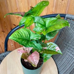 Сингониум конфетти - фото 2