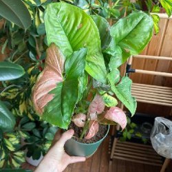 Сингониум конфетти - фото 3