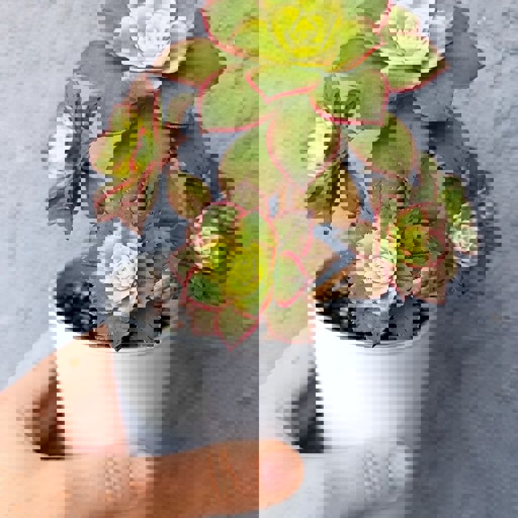 Каланхоэ Федченко