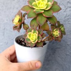 Каланхоэ Федченко - фото 1