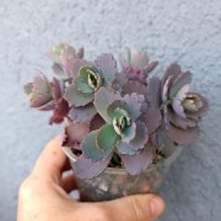 Каланхоэ Федченко - фото 2