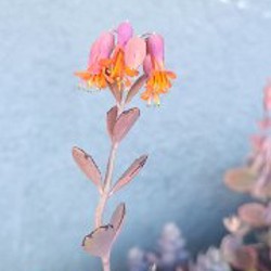 Каланхоэ Федченко - фото 3