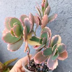 Каланхоэ Федченко - фото 4