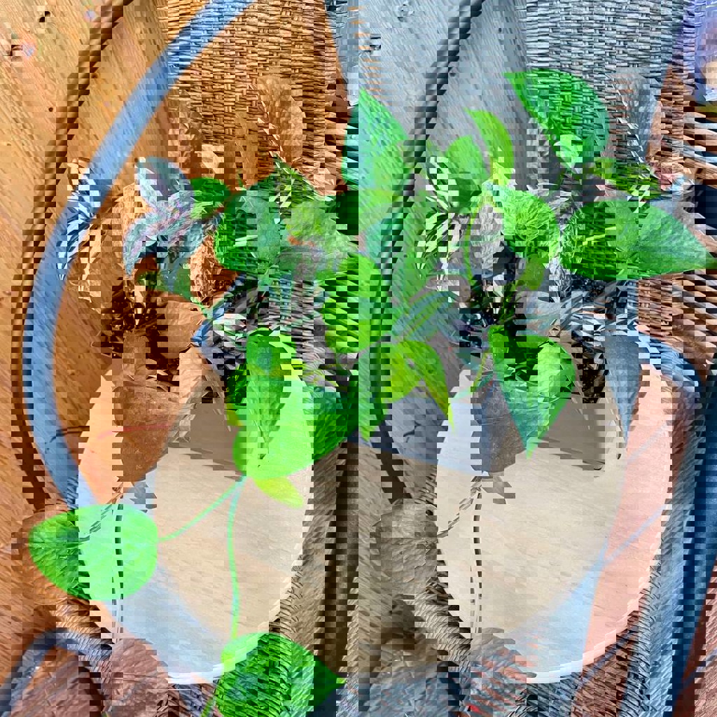 Эпипремнум Марбл Квин и Традесканция Зебрина