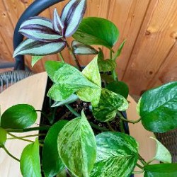 Эпипремнум Марбл Квин и Традесканция Зебрина - фото 2