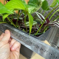 Эпипремнум Марбл Квин и Традесканция Зебрина - фото 3