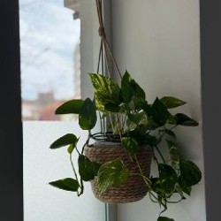 Капучинатор - фото 5