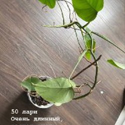 Цветы - фото 2