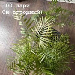 Цветы - фото 3