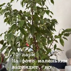 Цветы - фото 4
