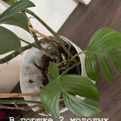 Цветы - фото 5