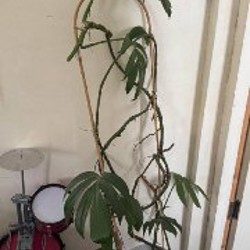 Цветы - фото 6