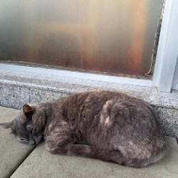 Кошечка - фото 2