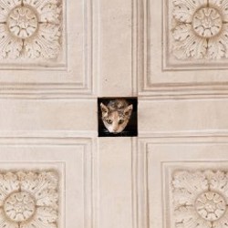 Ceiling cat - фото 2