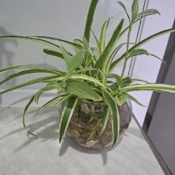 Эониум - фото 1