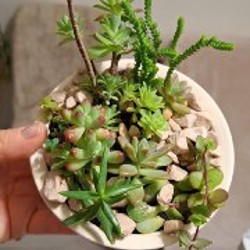 Эониум - фото 2