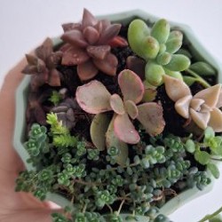 Эониум - фото 3