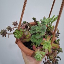 Эониум - фото 4